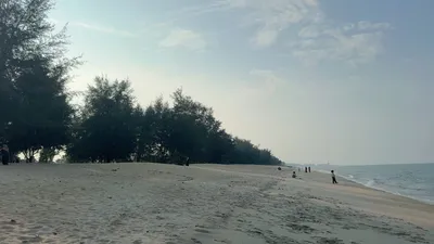 Pokok rhu di sepanjang Pantai Seberang Takir